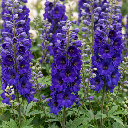 Rittersporn 'Black Knight' – Delphinium – Lila – Topf Ø11cm – Ansicht 5