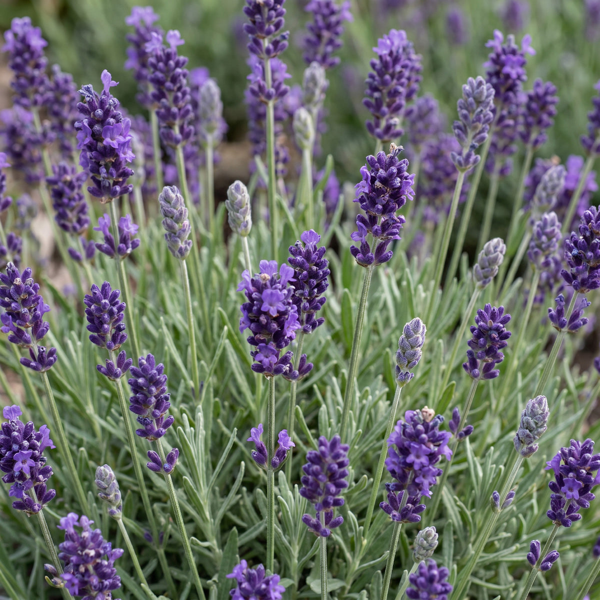 Lavendel 'Munstead' – Lila – Topf Ø11cm – Ansicht 5