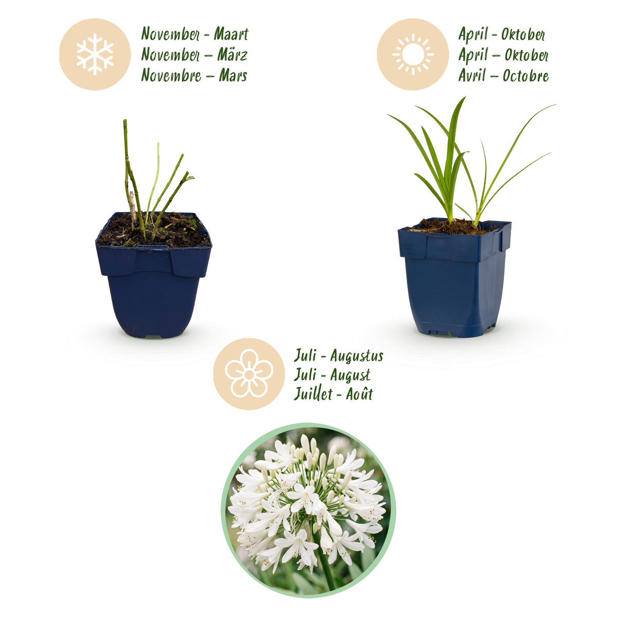 Afrikanische Lilie 'Albus' – Agapanthus – Weiß – Topf Ø11cm – Ansicht 4
