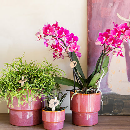 Kolibri Home 'Timeless' Übertopf – Rosa – Ø9cm – Ansicht 2