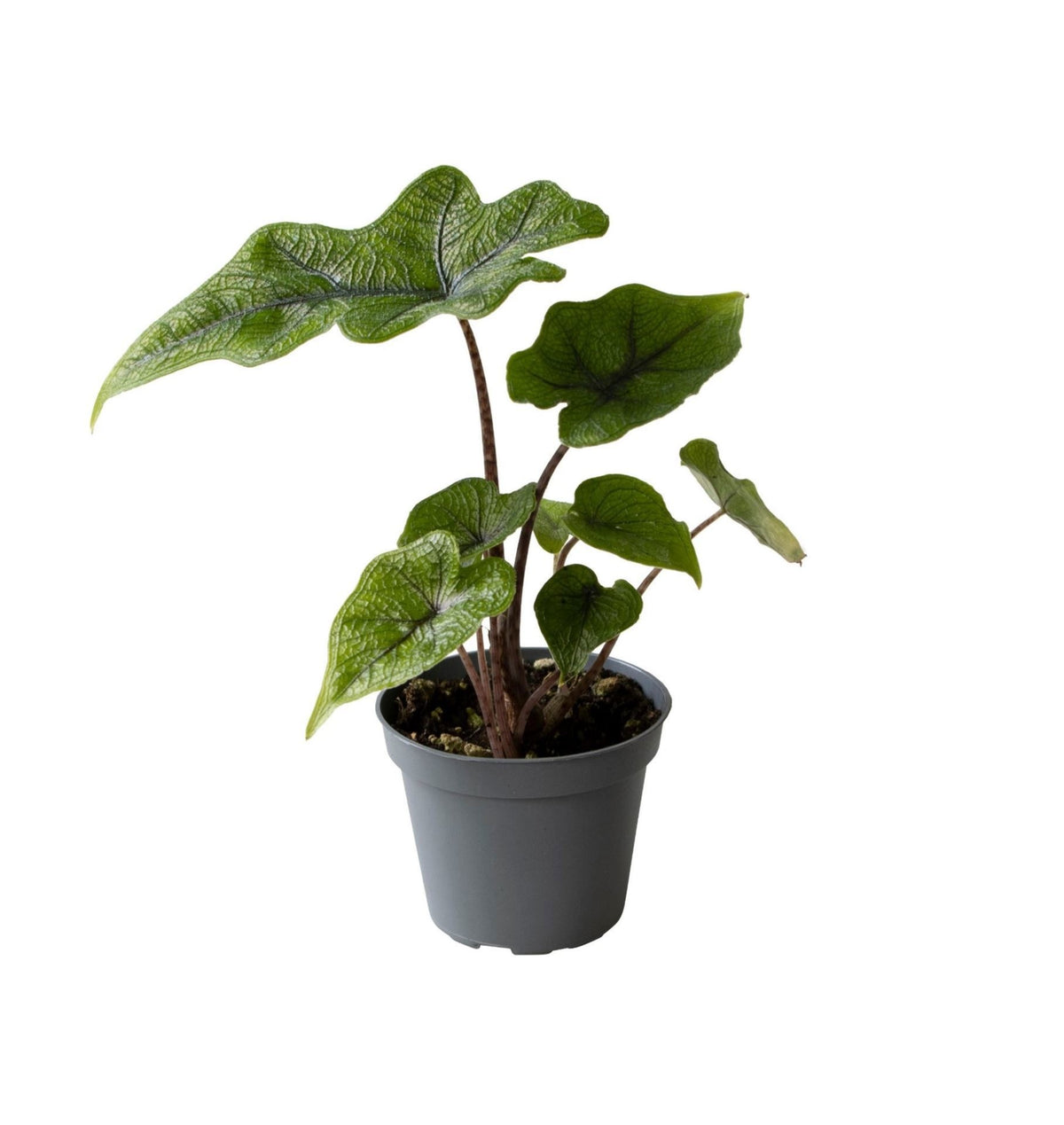 Alocasia Jacklyn – Grün – Ø6cm – ↕10cm