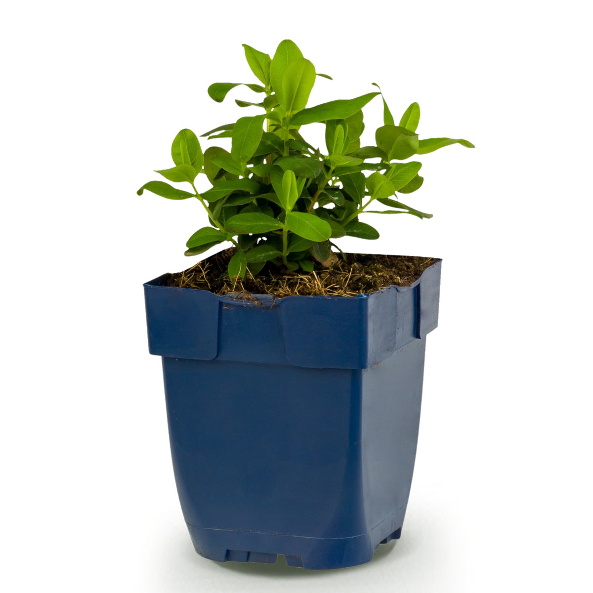 Johanniskraut 'Hypericum calycinum' – Gelb – Topf Ø11cm – Ansicht 2
