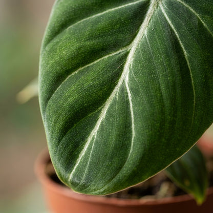 Philodendron 'Gloriosum' – Topf Ø12cm – Ansicht 4