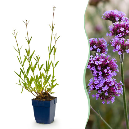 Eisenkraut 'Verbena bonariensis' – Lila – Topf Ø11cm