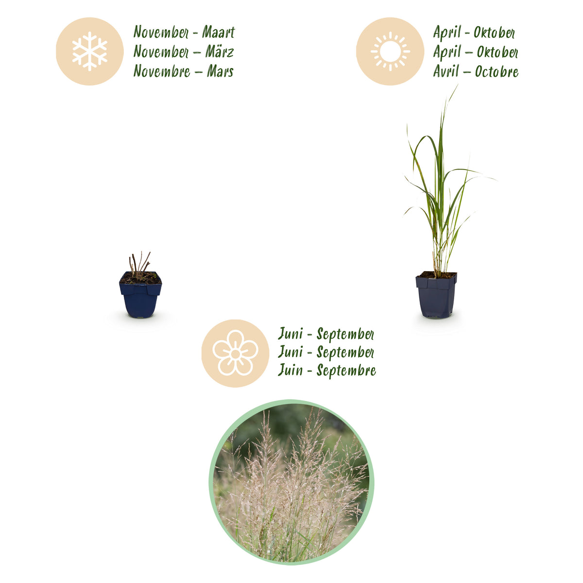Pfeifengras 'Karl Foerster' – Molinia arundinacea – Topf Ø11cm – Ansicht 4