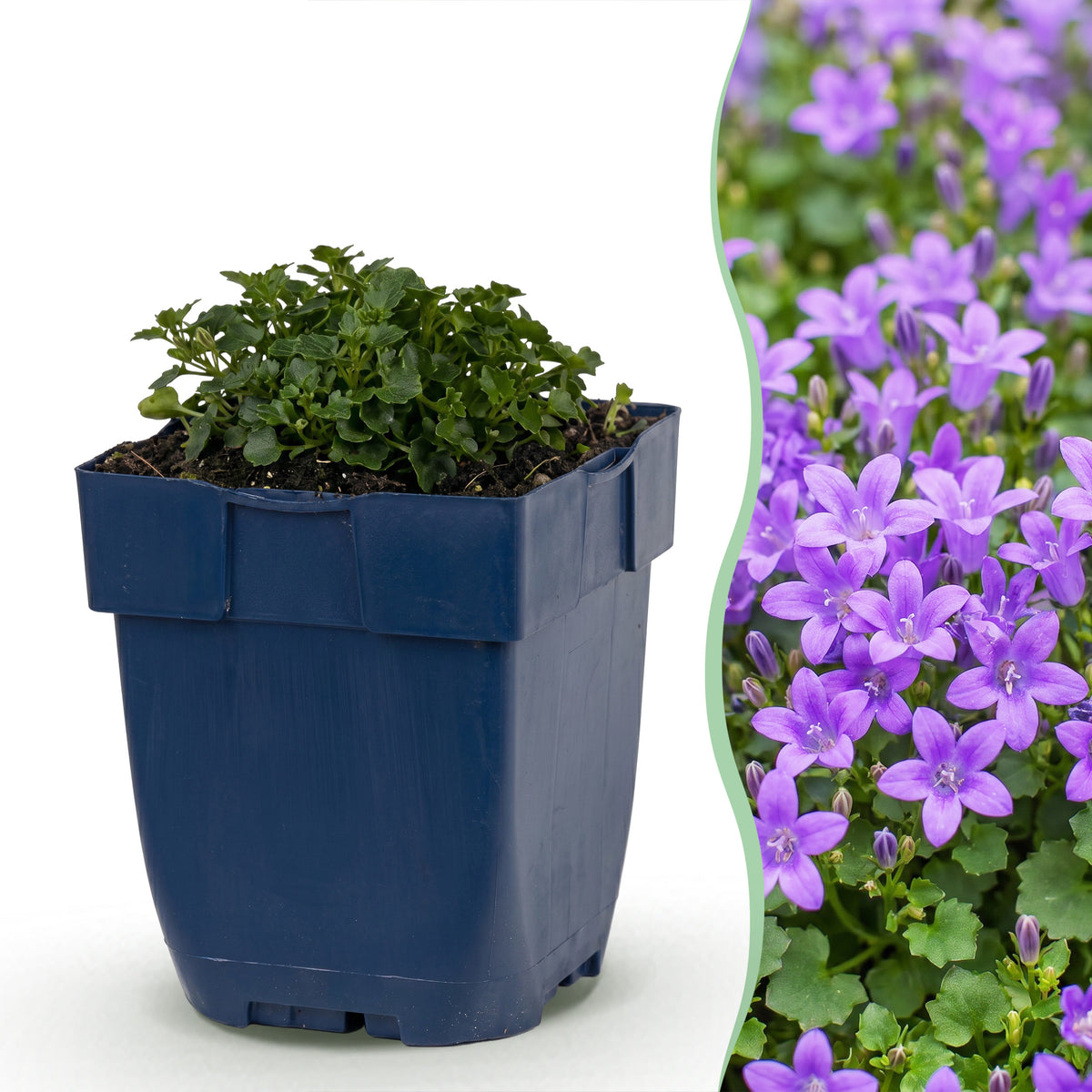 Glockenblume 'Campanula portenschlagiana' – Violett – Topf Ø11cm – Ansicht 2
