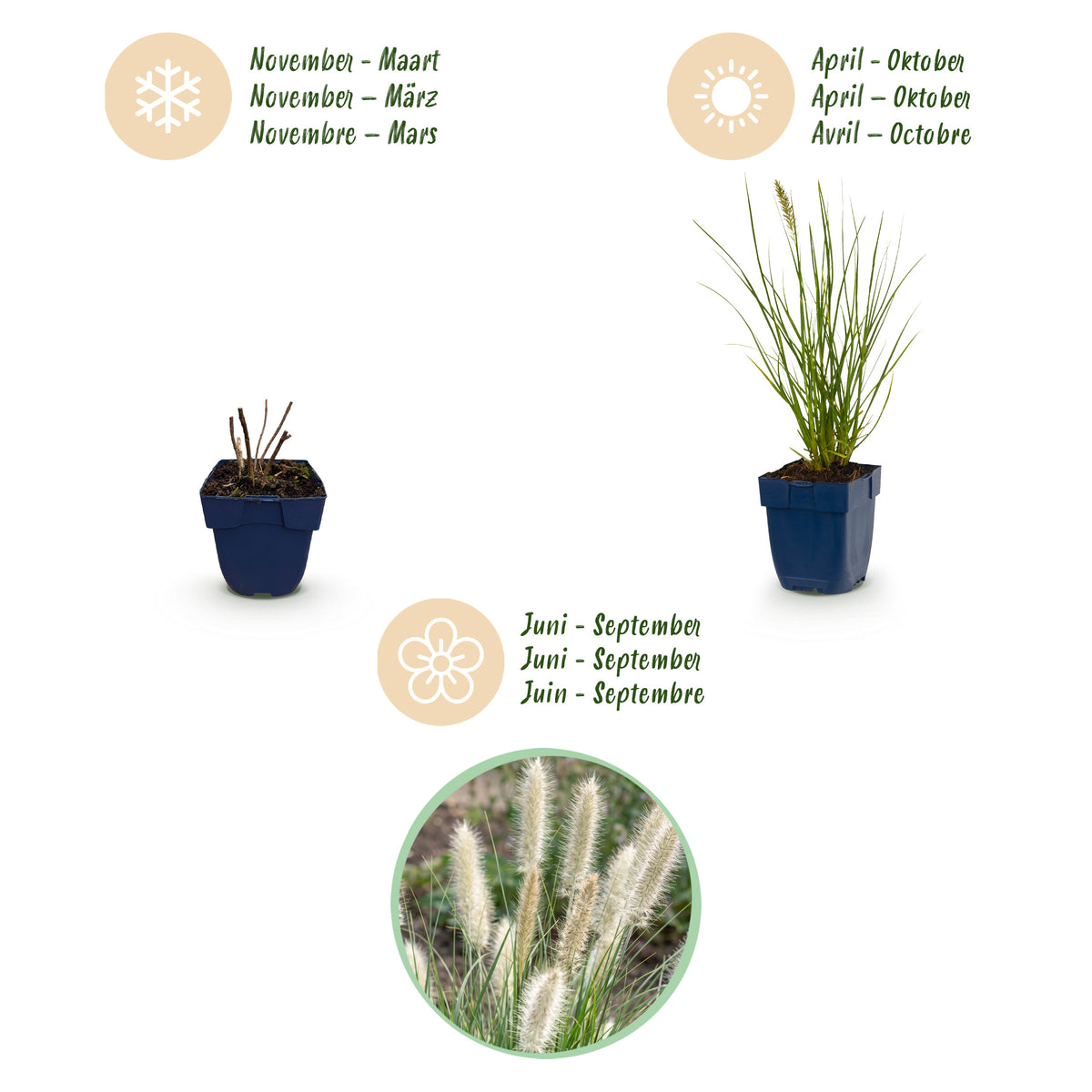 Fuchsschwanzgras 'Little Bunny' – Pennisetum alopecuroides – Topf Ø11cm – Ansicht 4