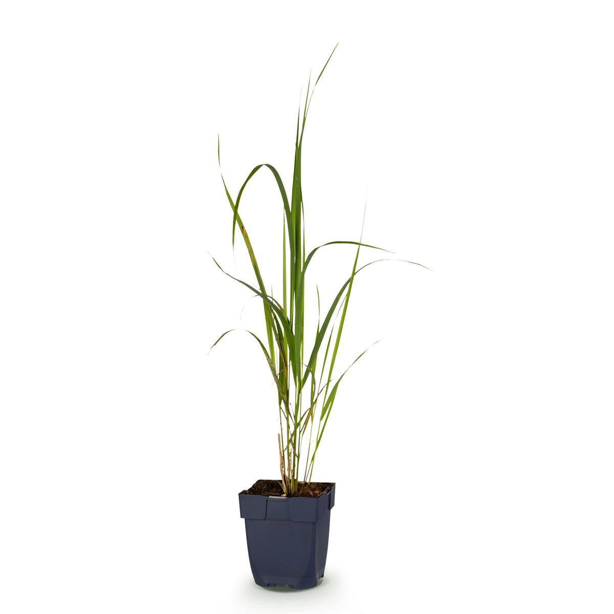 Pfeifengras 'Karl Foerster' – Molinia arundinacea – Topf Ø11cm – Ansicht 2