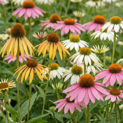 Sonnenhut 'Echinacea Tricolour' – Gelb-Rosa-Weiß – Topf Ø11cm – Ansicht 4