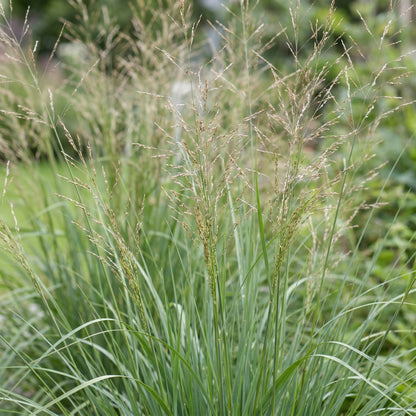 Pfeifengras 'Karl Foerster' – Molinia arundinacea – Topf Ø11cm – Ansicht 5