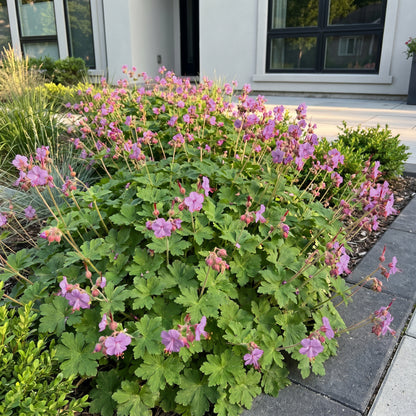 Storchschnabel 'Czakor' – Lila-Rosa – Topf Ø11cm – Ansicht 6