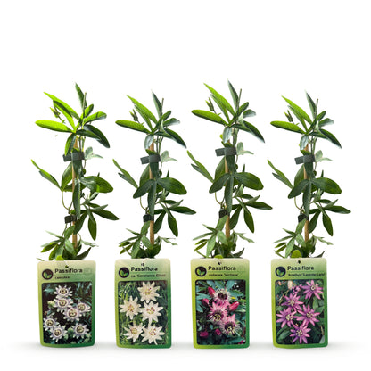 Passionsblume 'Rainbow' – Weiß, Lila, Rosa – Topf Ø9cm – Ansicht 3
