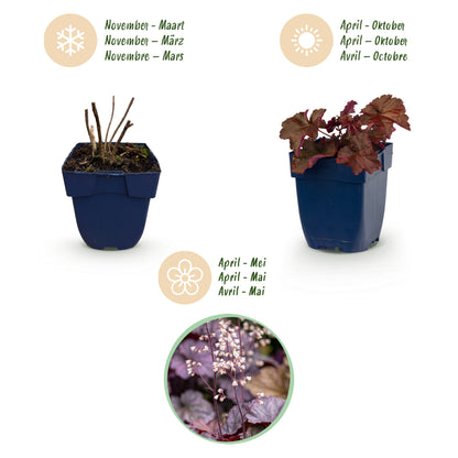 Purpurglöckchen 'Palace Purple' – Lila – Topf Ø11cm – Ansicht 4