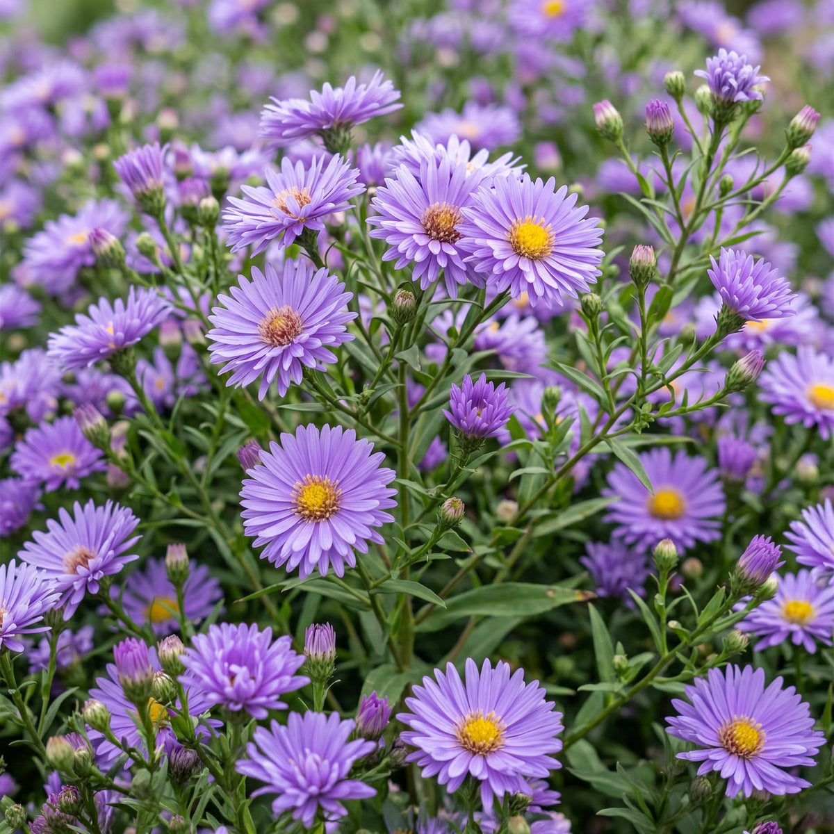 Kissen-Aster 'Mittelmeer' – Lila – Topf Ø11cm – Ansicht 5