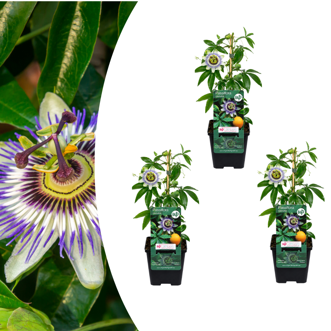 Passionsblume 'Passiflora caerulea' – P9 Topf