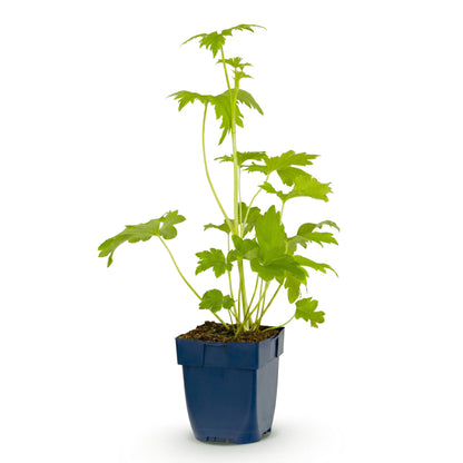 Rittersporn 'Blue Bird' – Delphinium – Blau – Topf Ø11cm – Ansicht 2