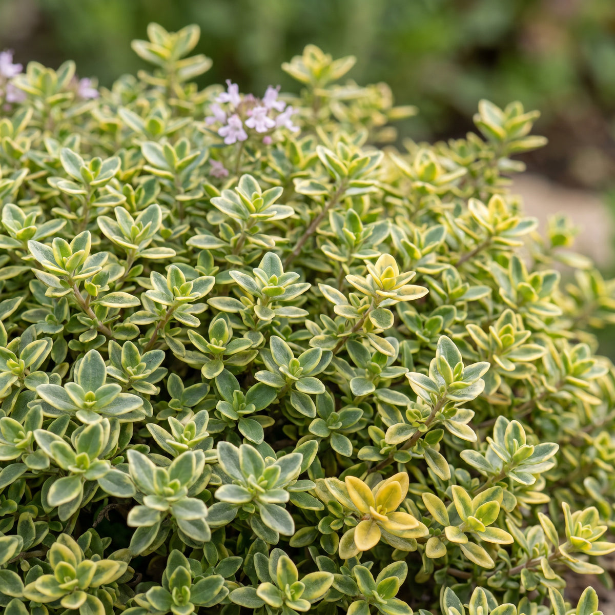 Zitronen-Thymian 'Sambesi' – Gelb – Topf Ø11cm – Ansicht 5