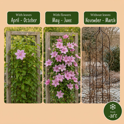 Waldrebe 'Hagley Hybrid' – Rosa – Topf Ø9cm – Ansicht 6