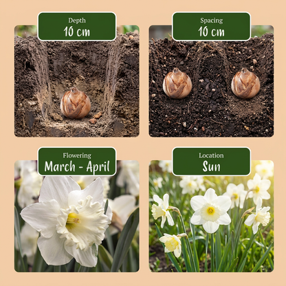 Blumenzwiebel-Mix 'Sunny Garden' – Ansicht 4