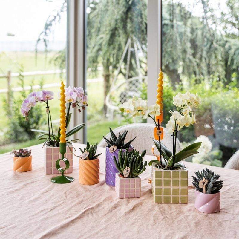 Sukkulente Crassula Hobbit – Ø6cm – Ansicht 12