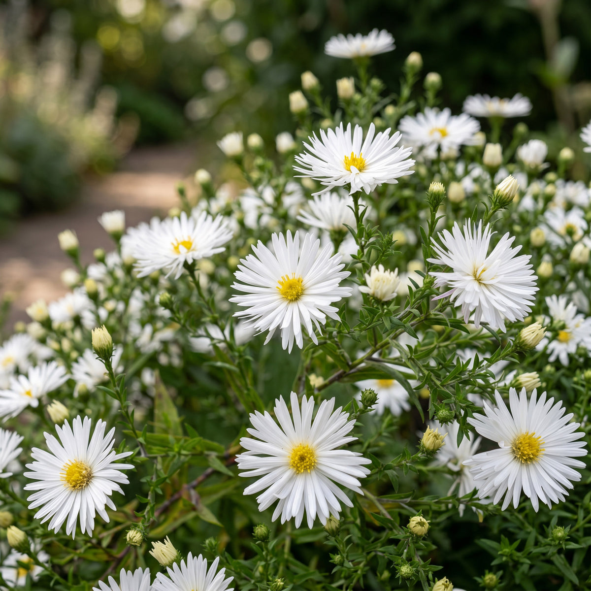 Kissen-Aster 'Schneekissen' – Weiß – Topf Ø11cm – Ansicht 5