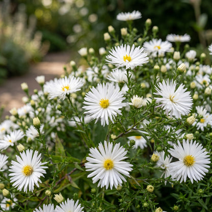 Kissen-Aster 'Schneekissen' – Weiß – Topf Ø11cm – Ansicht 5