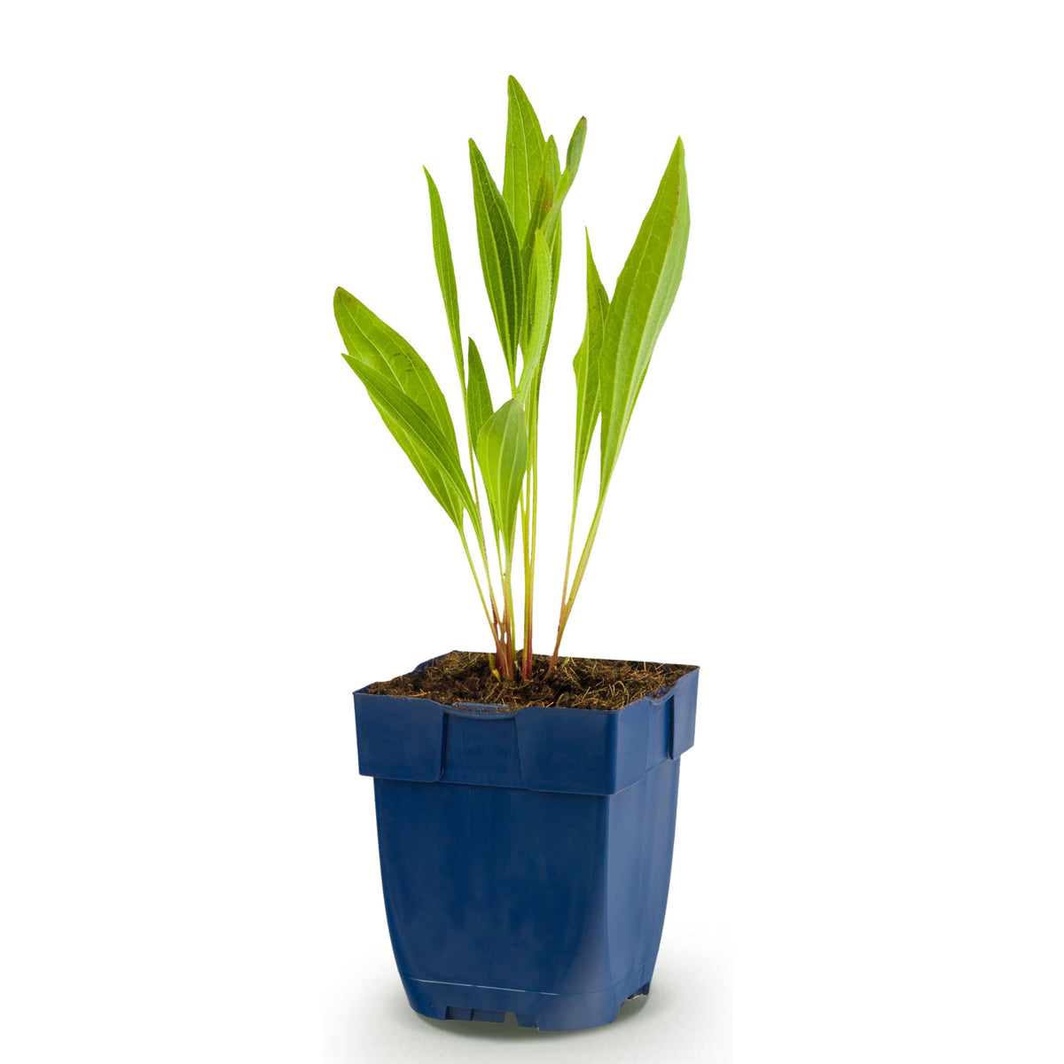Sonnenhut 'Echinacea paradoxa' – Gelb – Topf Ø11cm – Ansicht 2