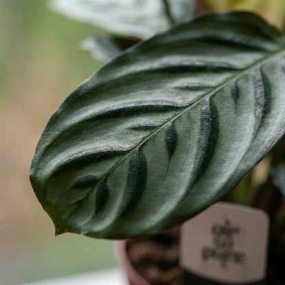 Fischgräten-Gebetspflanze 'Ctenanthe' – Topf Ø12cm – Ansicht 4