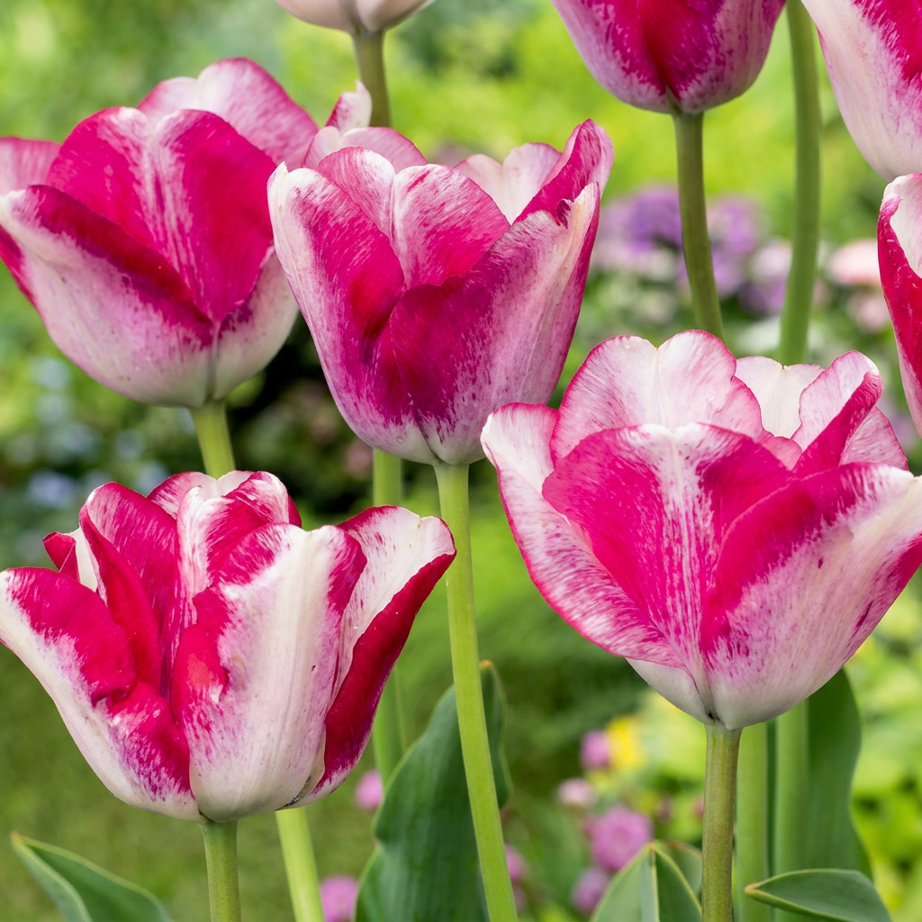 Tulpe 'Mata Hari' – Rosa-Weiß