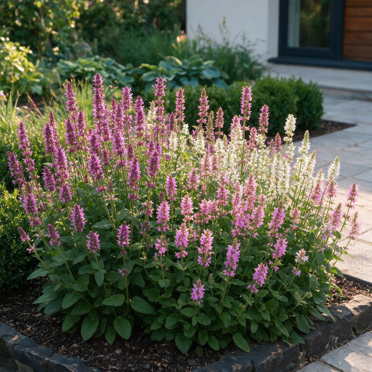 Betonie 'Stachys Duo' – Rosa-Lila-Weiß – Topf Ø11cm – Ansicht 6