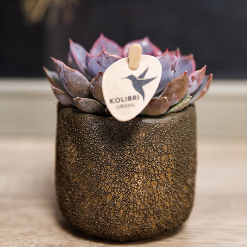 Sukkulente Echeveria Summer – Ø6cm – Ansicht 13