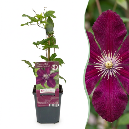 Clematis 'Rouge Cardinal' – Rot, Ø9cm, ↕35cm