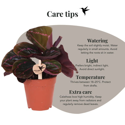 Calathea 'Dottie' – Zimmerpflanze – Ø9cm – Ansicht 4