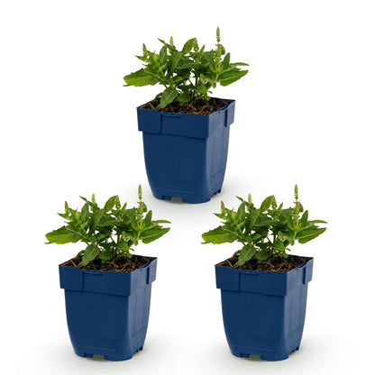 Salbei 'Sensation Deep Blue' – Violett – Topf Ø11cm – Ansicht 2