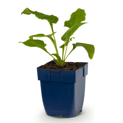 Sonnenhut 'Echinacea Magnus' – Rosa – Topf Ø11cm – Ansicht 2