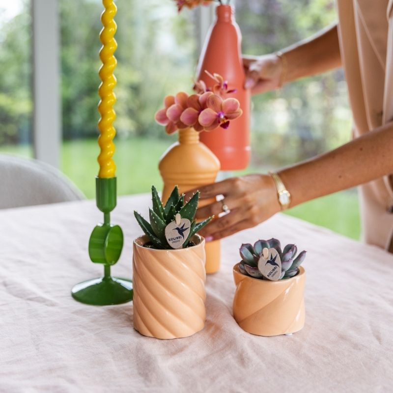 Sukkulente Echeveria Summer – Ø6cm – Ansicht 12
