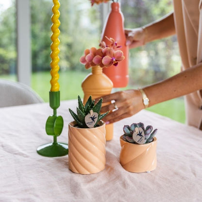Sukkulente Echeveria Summer – Ø6cm – Ansicht 12