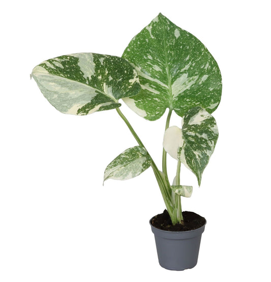 Monstera Thai Constellation – Grün-Weiß panaschiert – Ø6cm, ↕14cm