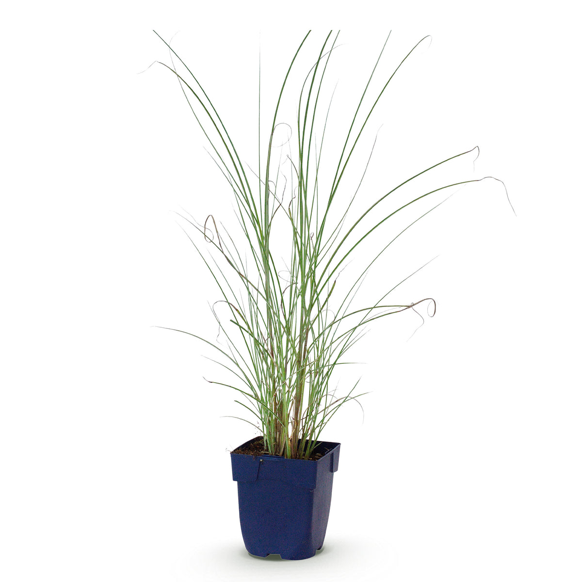 Chinaschilf 'Morning Light' – Miscanthus sinensis – Topf Ø11cm – Ansicht 2