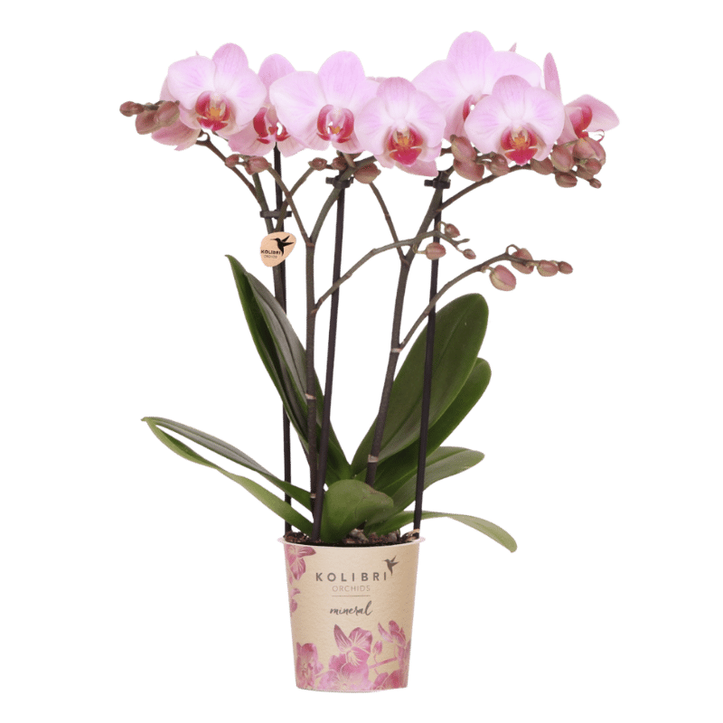Phalaenopsis-Orchidee 'Mineral Antwerp' – Rosa – Topf Ø9cm