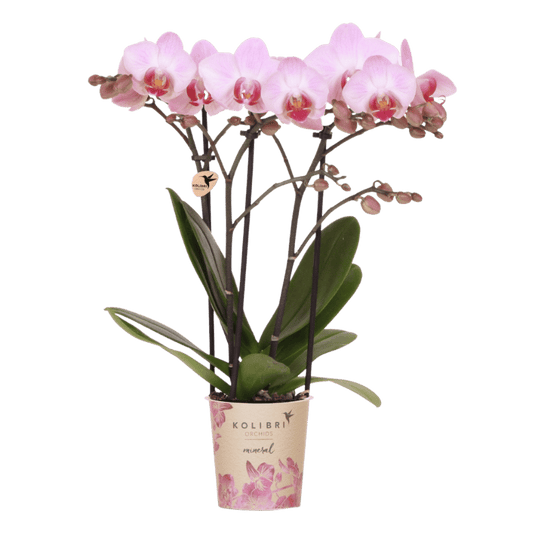 Phalaenopsis-Orchidee 'Mineral Antwerp' – Rosa – Topf Ø9cm