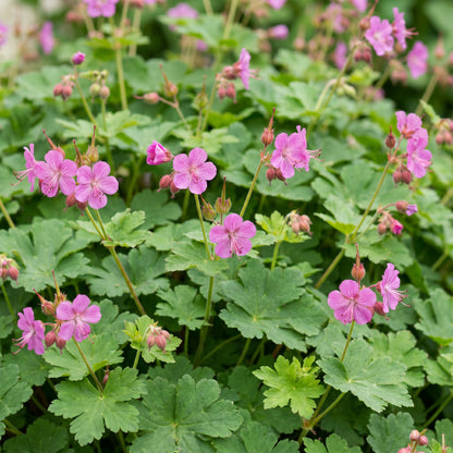 Storchschnabel 'Macrorrhizum' – Rosa – Topf Ø11cm – Ansicht 5