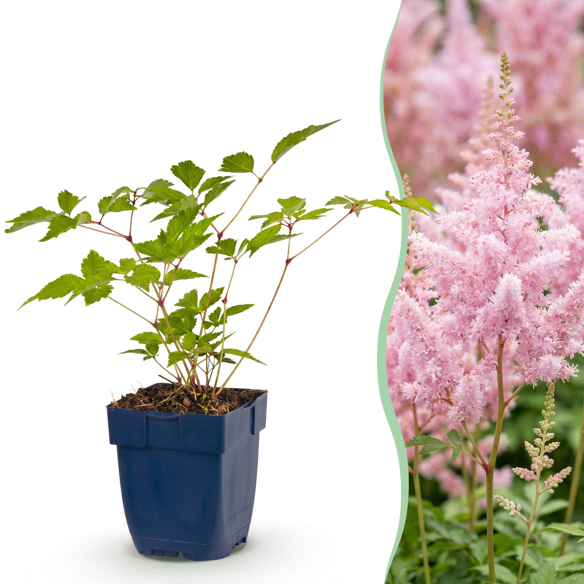 Astilbe 'Europa' – Rosa – Topf Ø11cm – Ansicht 4