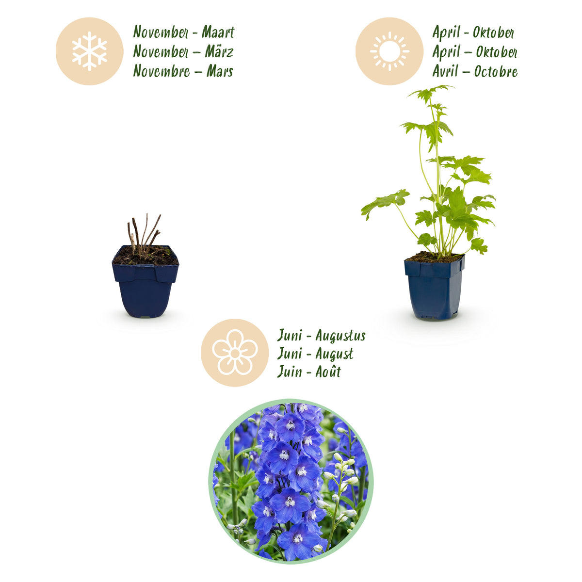 Rittersporn 'Delphinium Blue Bird' – Blau – Topf Ø11cm – Ansicht 4