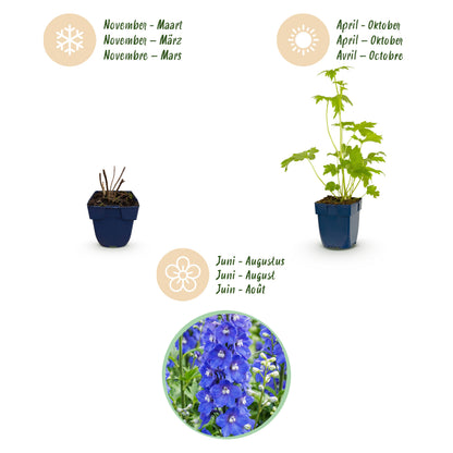 Rittersporn 'Delphinium Blue Bird' – Blau – Topf Ø11cm – Ansicht 4