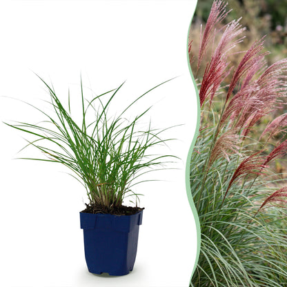 Chinaschilf 'Red Chief' – Miscanthus sinensis – Topf Ø11cm