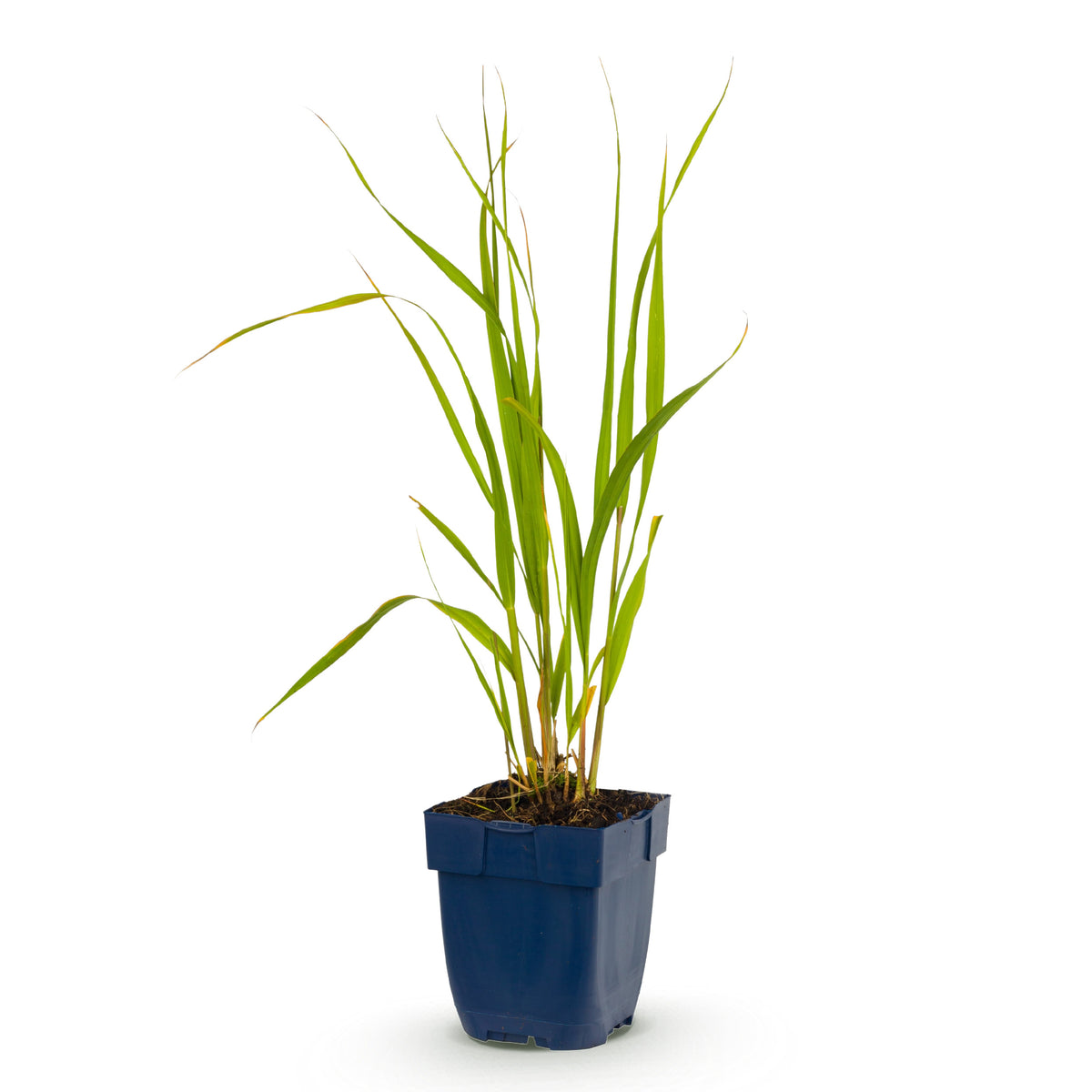 Pfeifengras 'Heidebraut' – Molinia caerulea – Topf Ø11cm – Ansicht 2