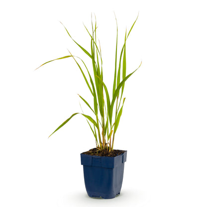 Pfeifengras 'Heidebraut' – Molinia caerulea – Topf Ø11cm – Ansicht 2