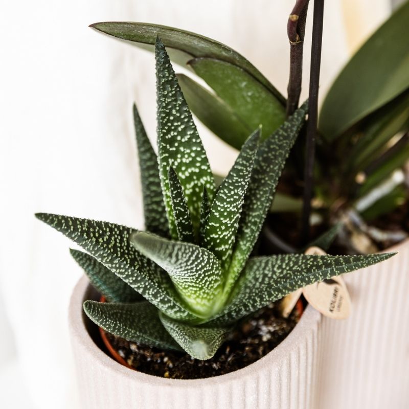 Sukkulente 'Haworthia Royal Highness' – Grün – Topf Ø9cm – Ansicht 2