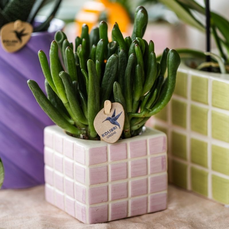 Sukkulente Crassula Hobbit – Ø6cm – Ansicht 13
